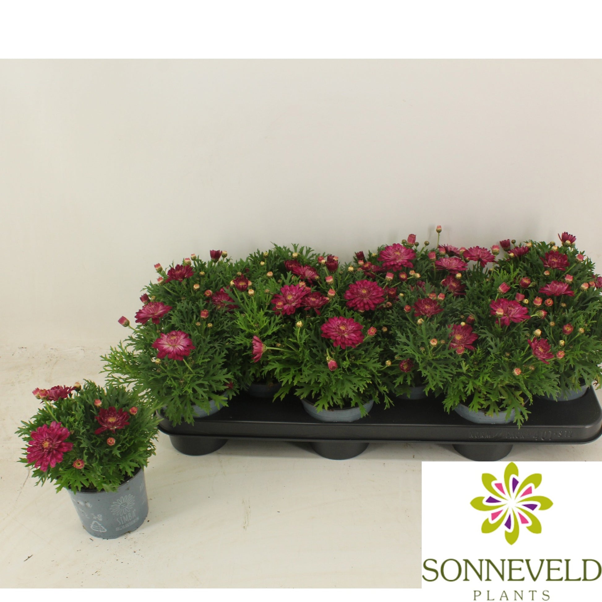 Argyranthemum La Rita Purple Red 23cm 510cm Pot