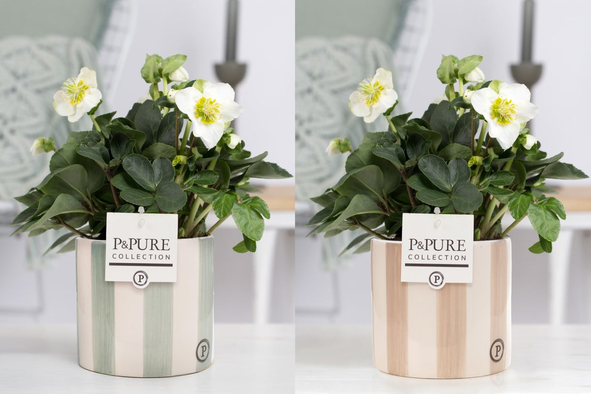 Helleborus niger Christmas Carol 30cm 12cm Pot