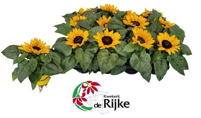 Helianthus ann. Petisol 15cm 7cm Pot