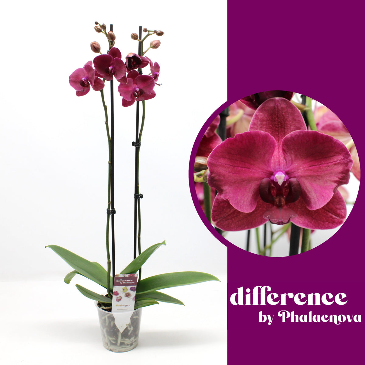 Phalaenopsis Montreux 70cm 12cm Pot