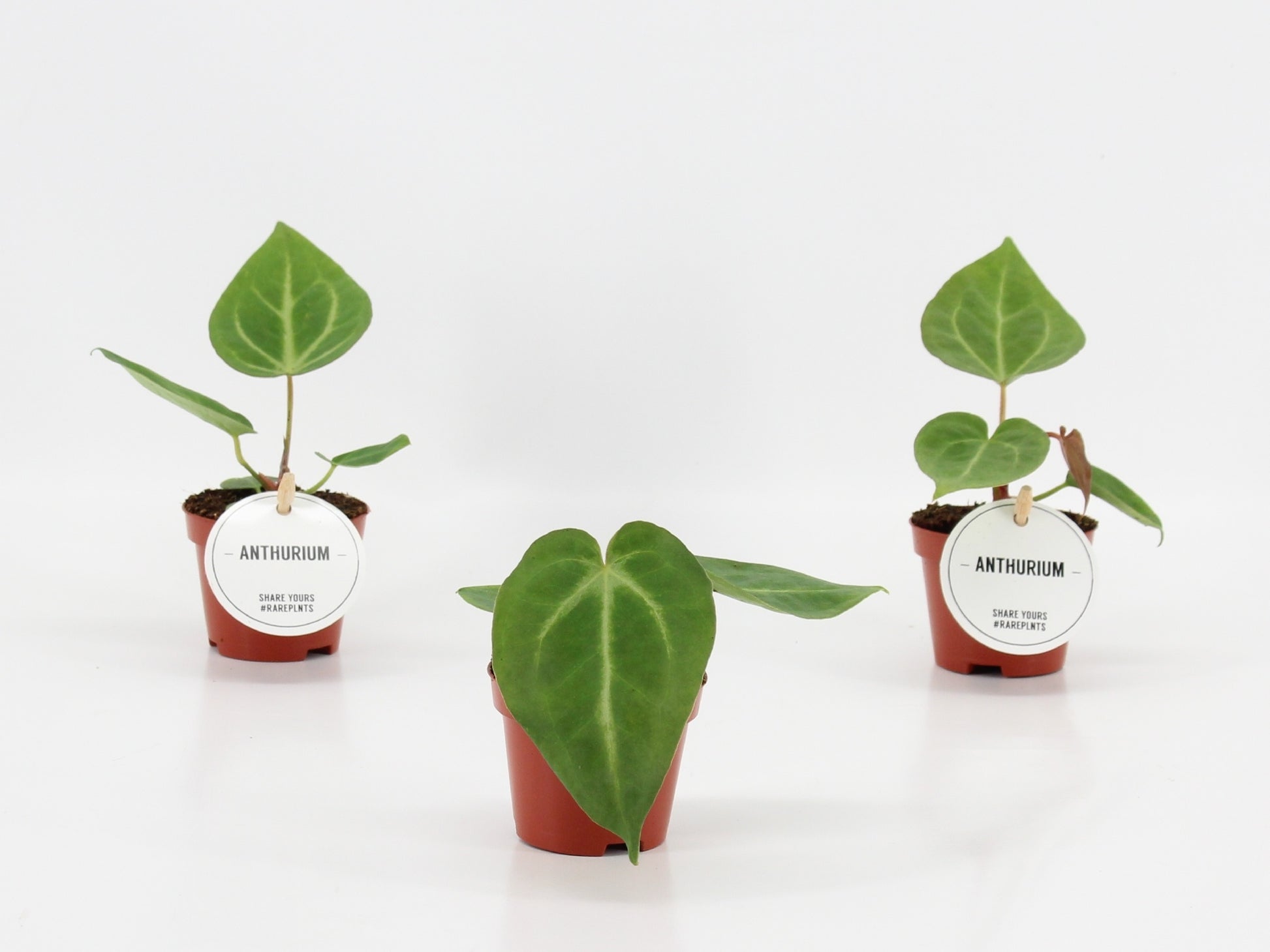 Anthurium andraeanum 20cm 6cm Pot