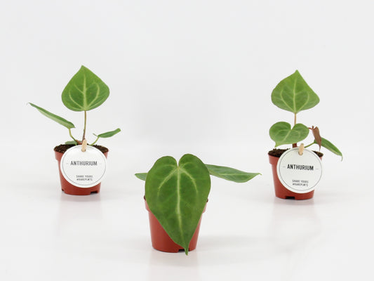 Anthurium andraeanum 20cm 6cm Pot