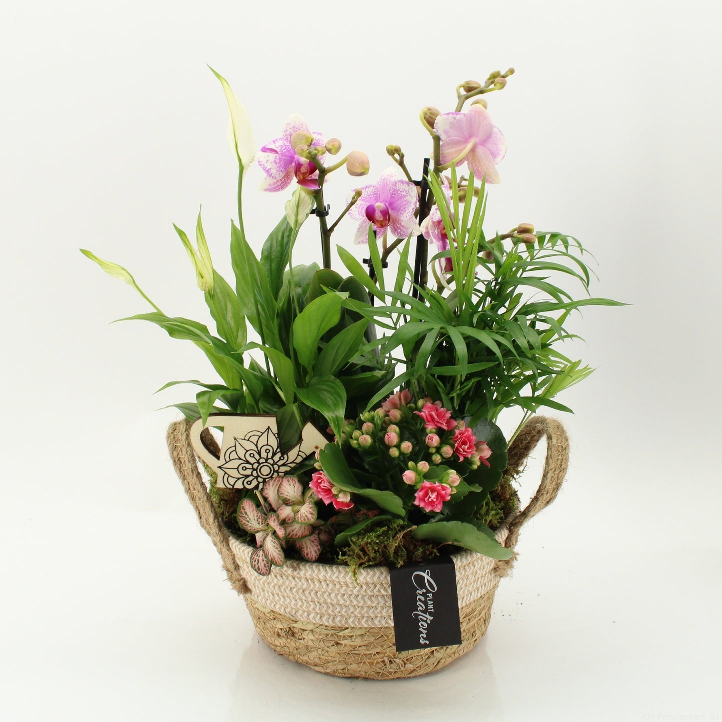 PHAL-2631RZ Phalaenopsis creatie 45cm 21cm Pot