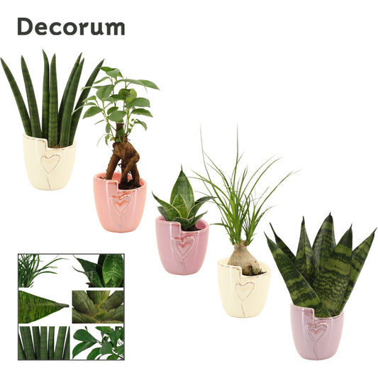 Duijn-Hove BV, kwekerij Foliage houseplants mix Pack of 16