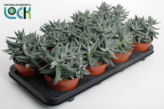 Crassula hybrid 15cm 12cm Pot