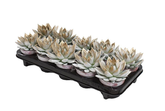 Echeveria colored bicolor white/gold 13cm 510cm Pot