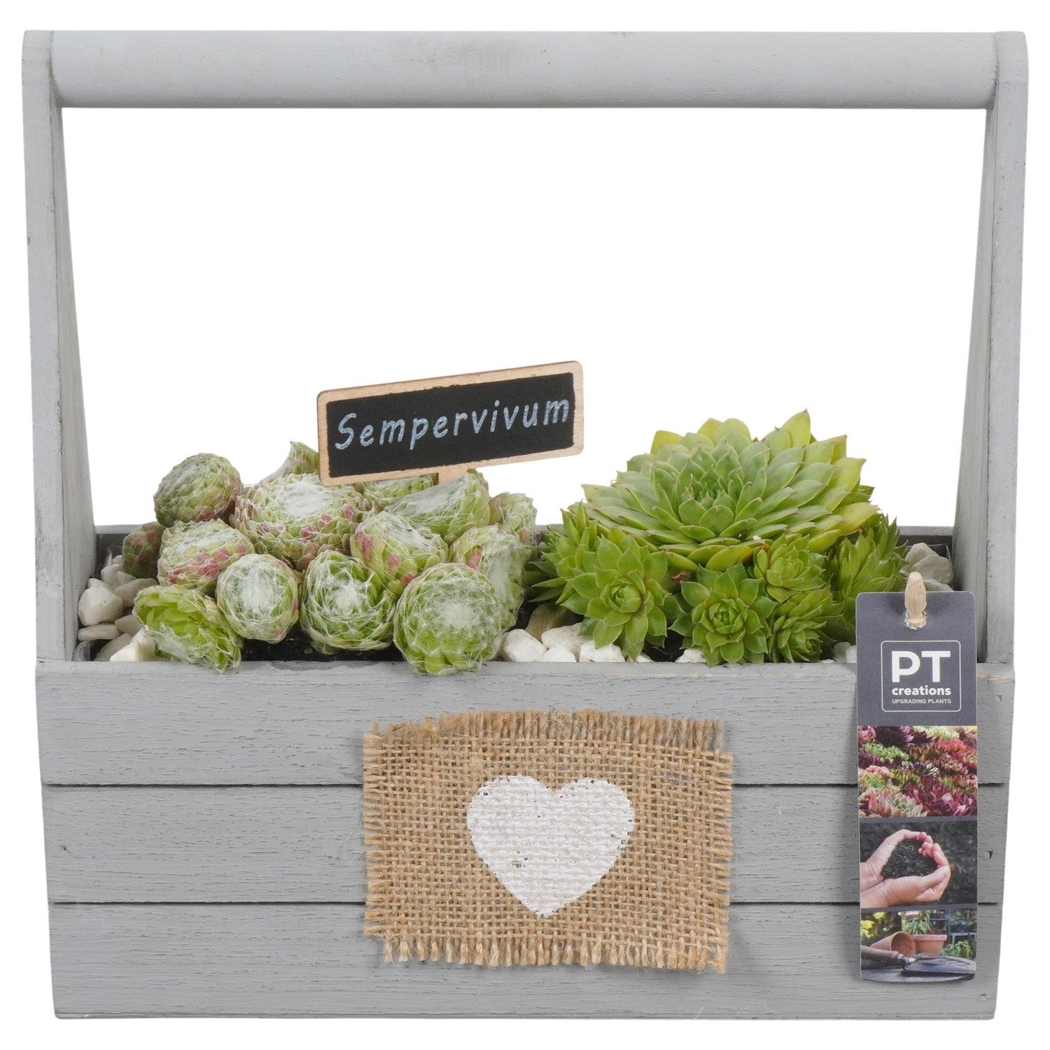 arr. Sempervivum 26cm 25cm Pot