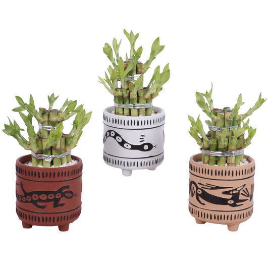 Drac. Lucky Bamboo 20cm 10cm Pot