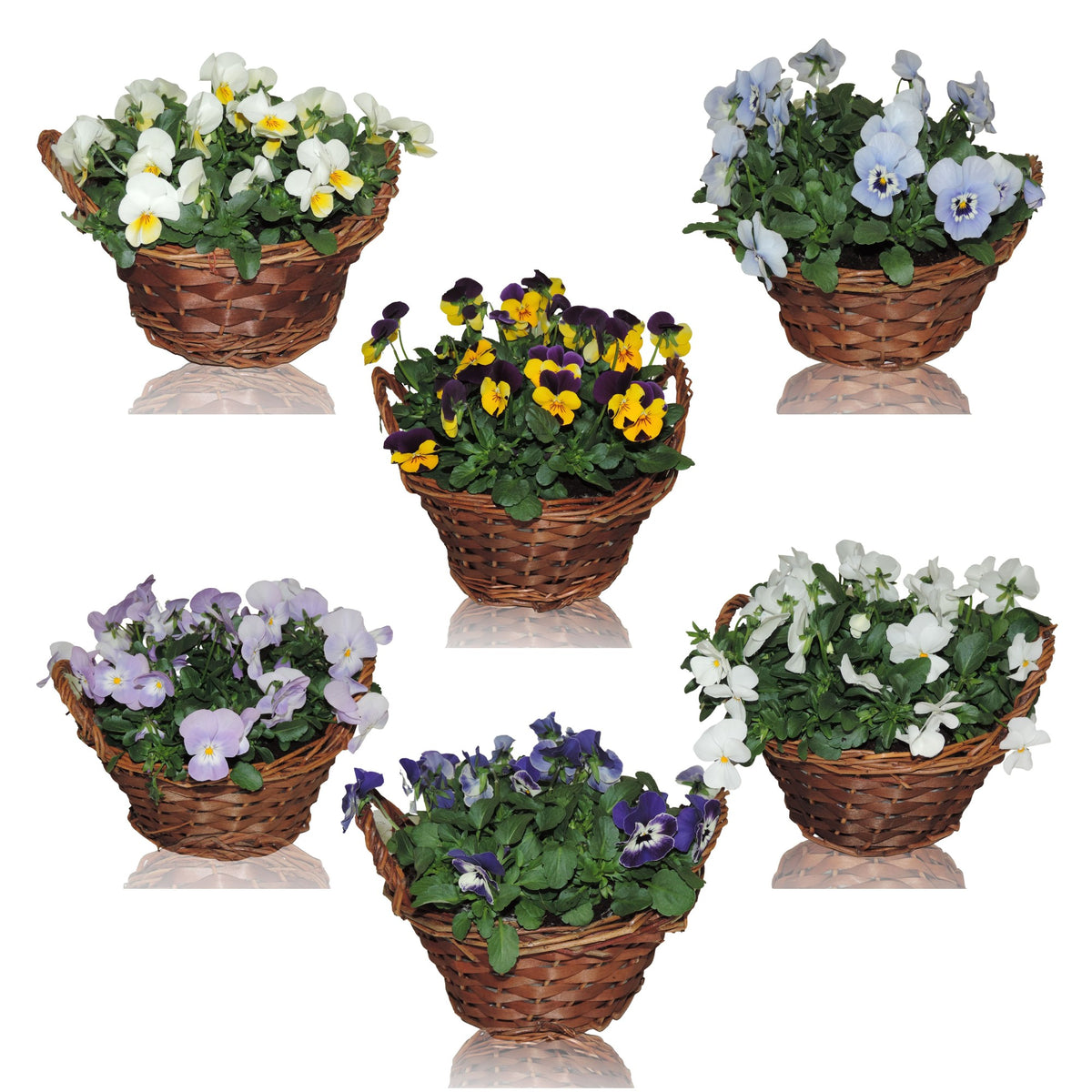 Viola cornuta mix 20cm 19cm Pot