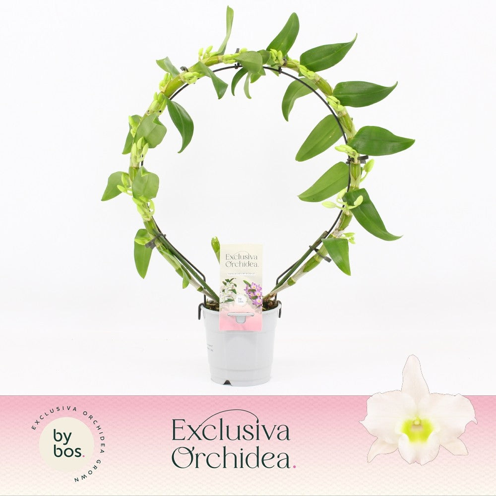 Dendrobium Apollon bow 40cm 12cm Pot