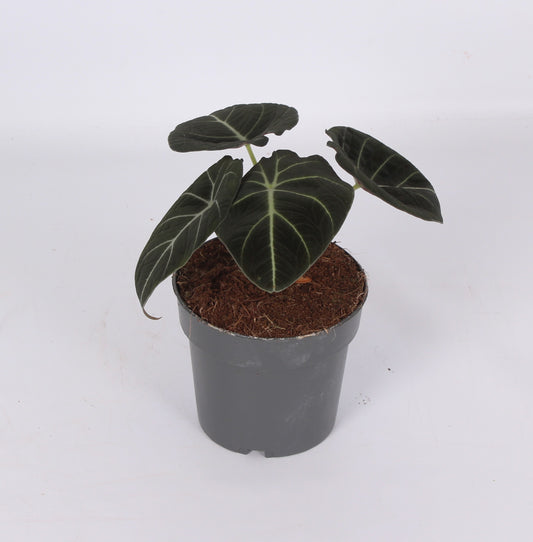 Alocasia Black Velvet 25cm 14cm Pot
