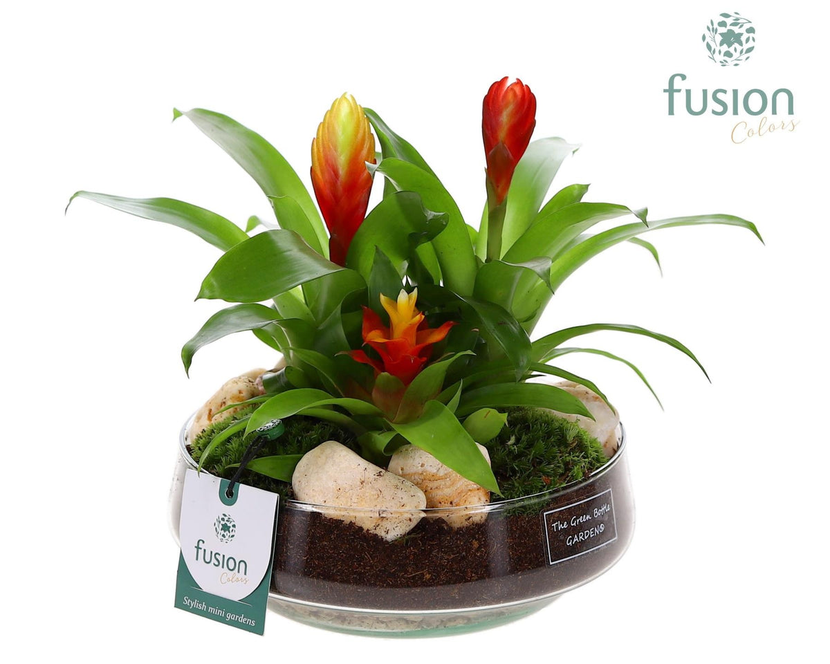 arr. Bromelia 25cm 19cm Pot