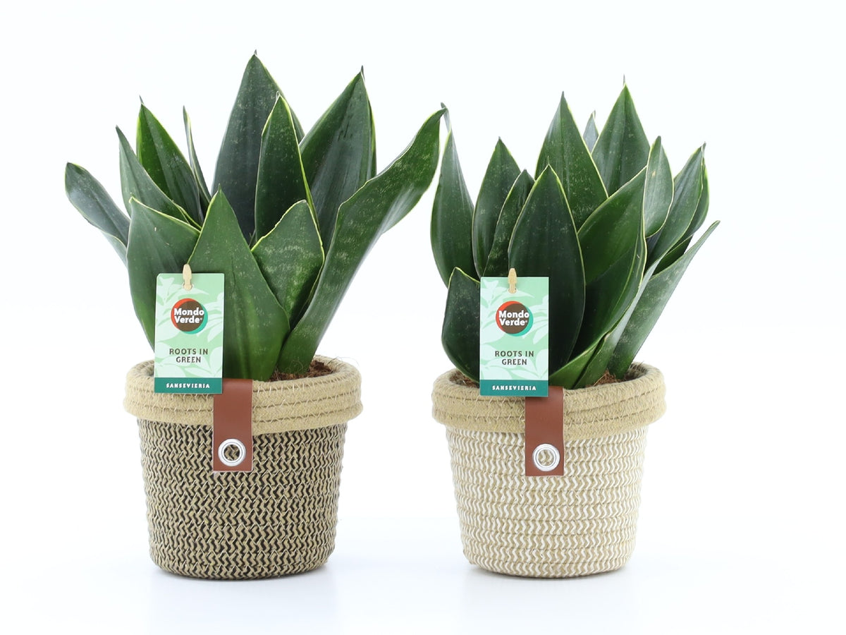 Sansevieria trifasciata 35cm 14cm Pot