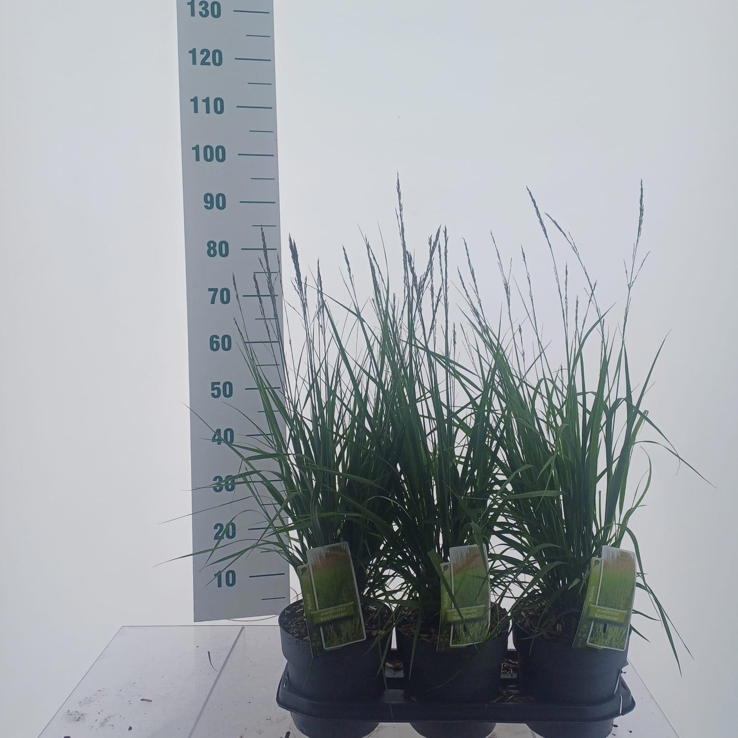 About Plants Zundert BV Molinia aru. Karl Foerster Pack of 1