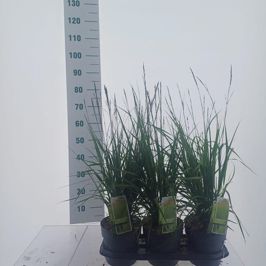 About Plants Zundert BV Molinia aru. Karl Foerster Pack of 1