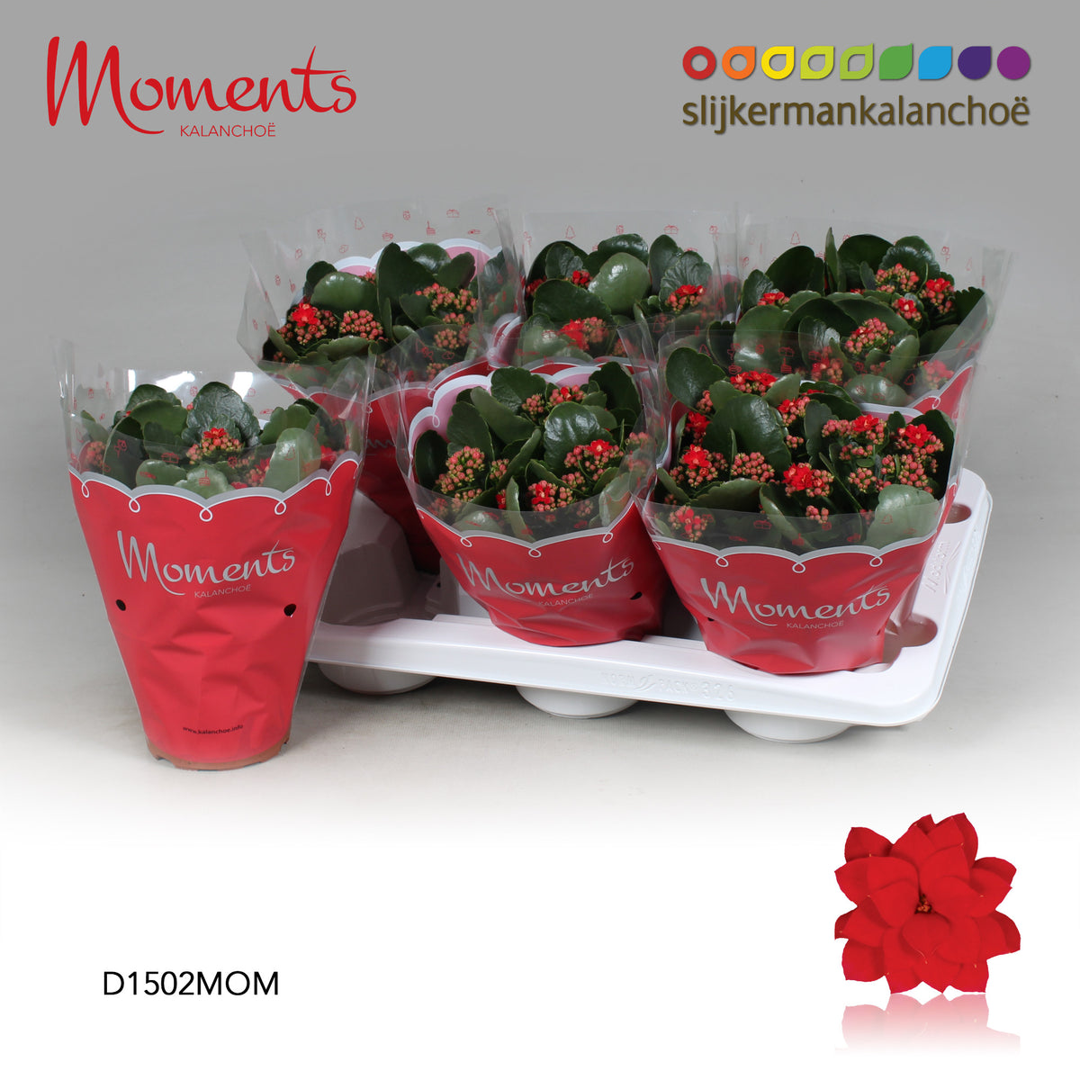 Kalanchoe double red 26cm 15cm Pot