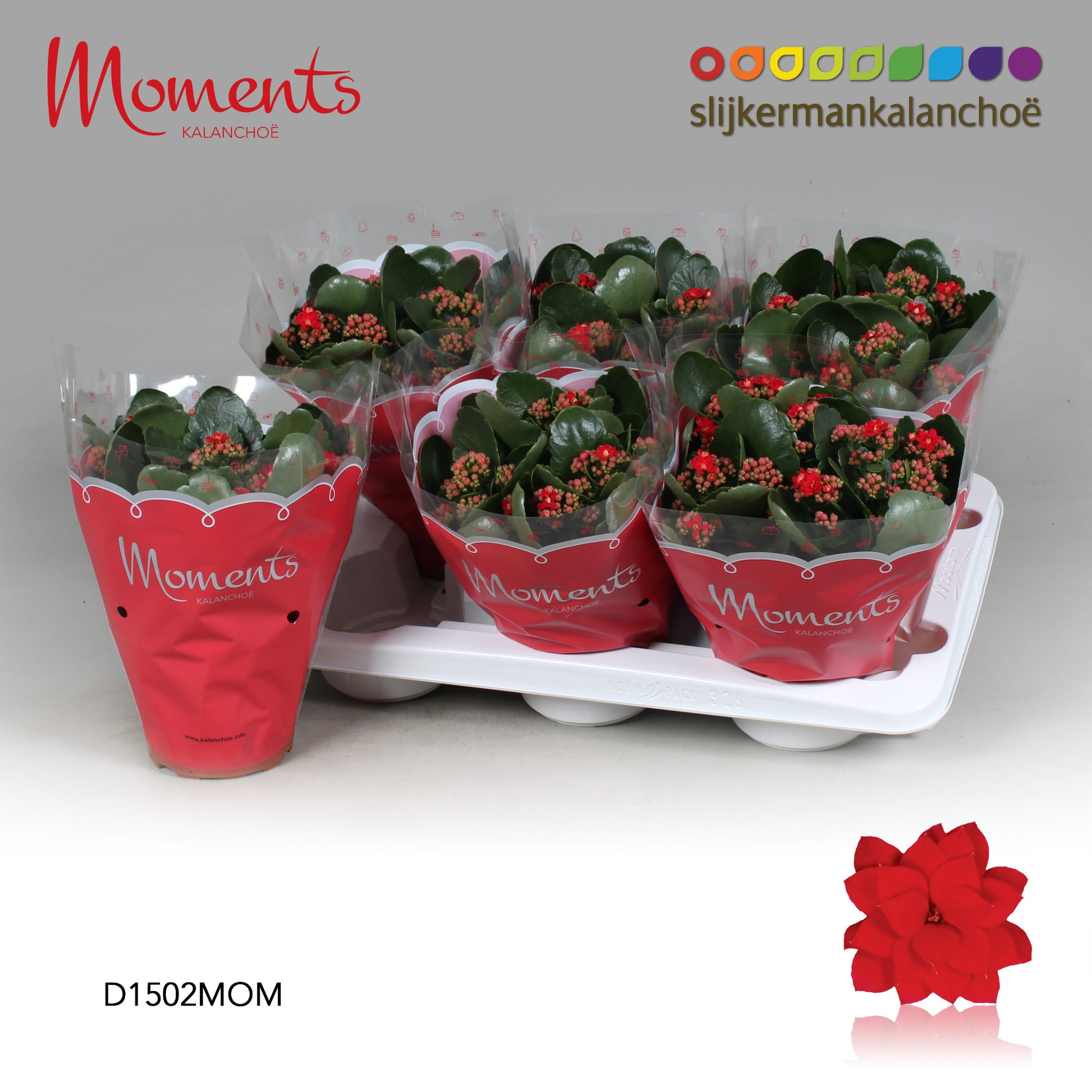 Kalanchoe double red 26cm 15cm Pot