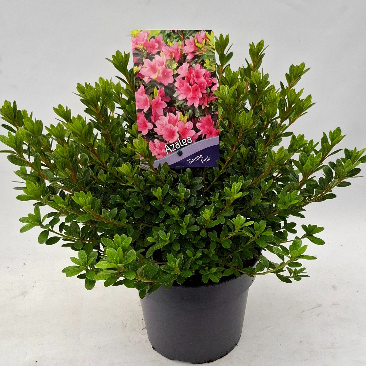 Rhododendron Geisha Pink 30cm 19cm Pot