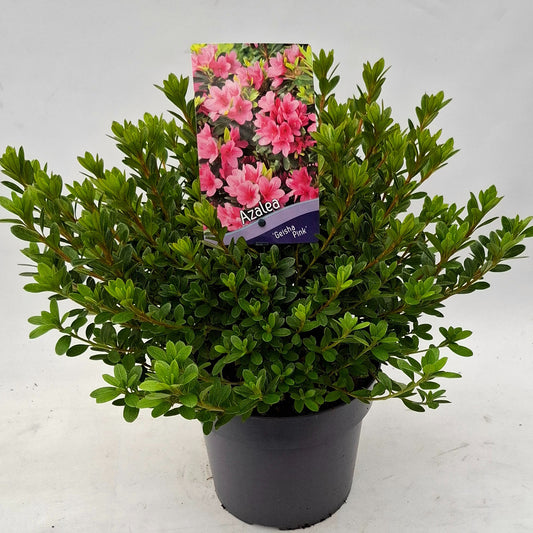 Rhododendron Geisha Pink 30cm 19cm Pot