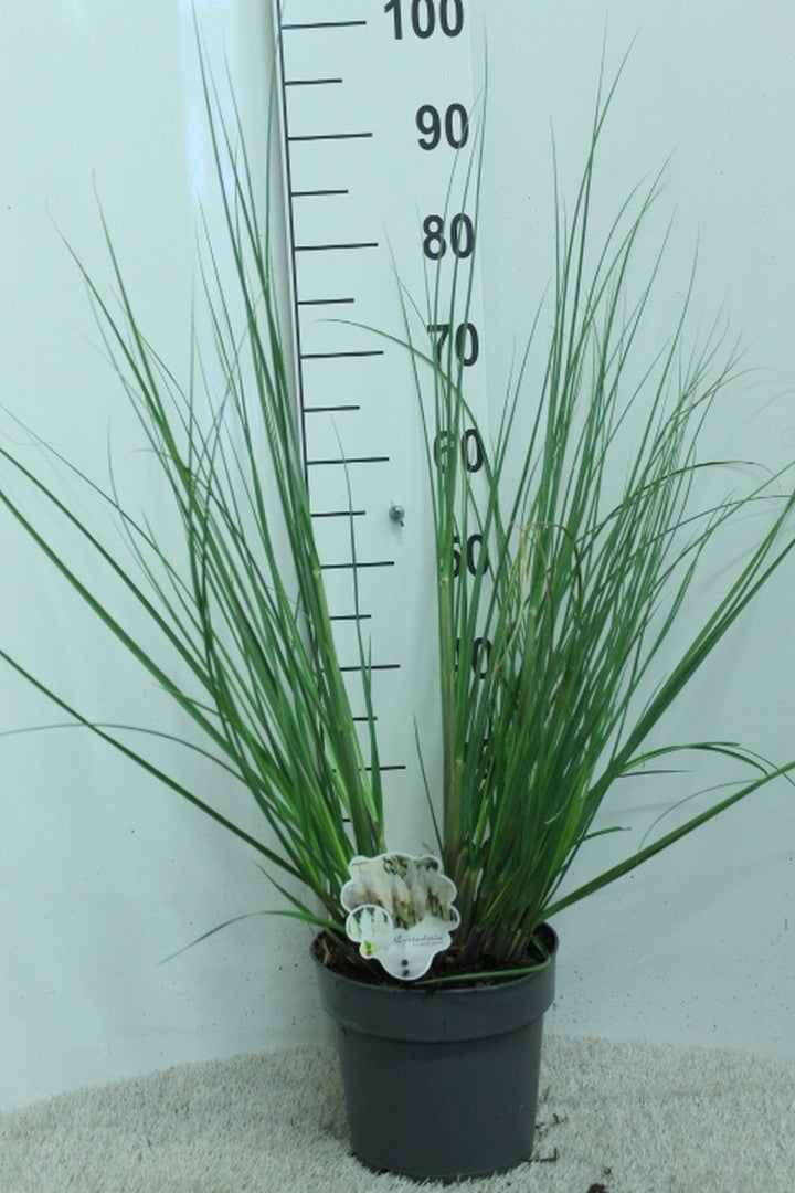 Cortaderia selloana 90cm 23cm Pot