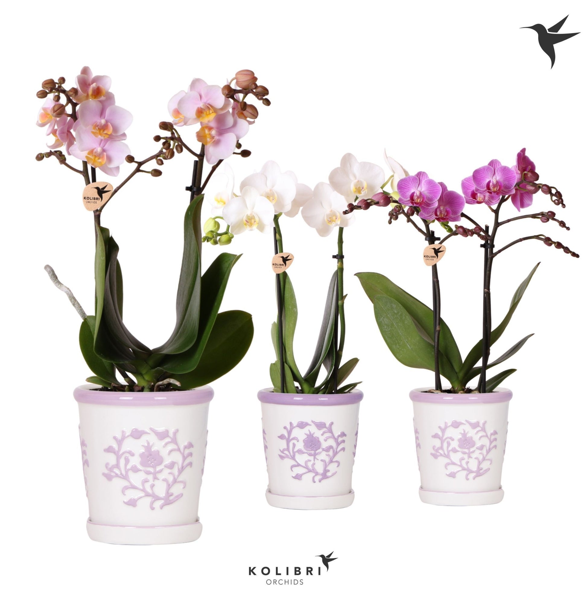 Kolibri Orchids Phalaenopsis mix 2 spike in Malaga pot lila mix 40cm 9cm Pot