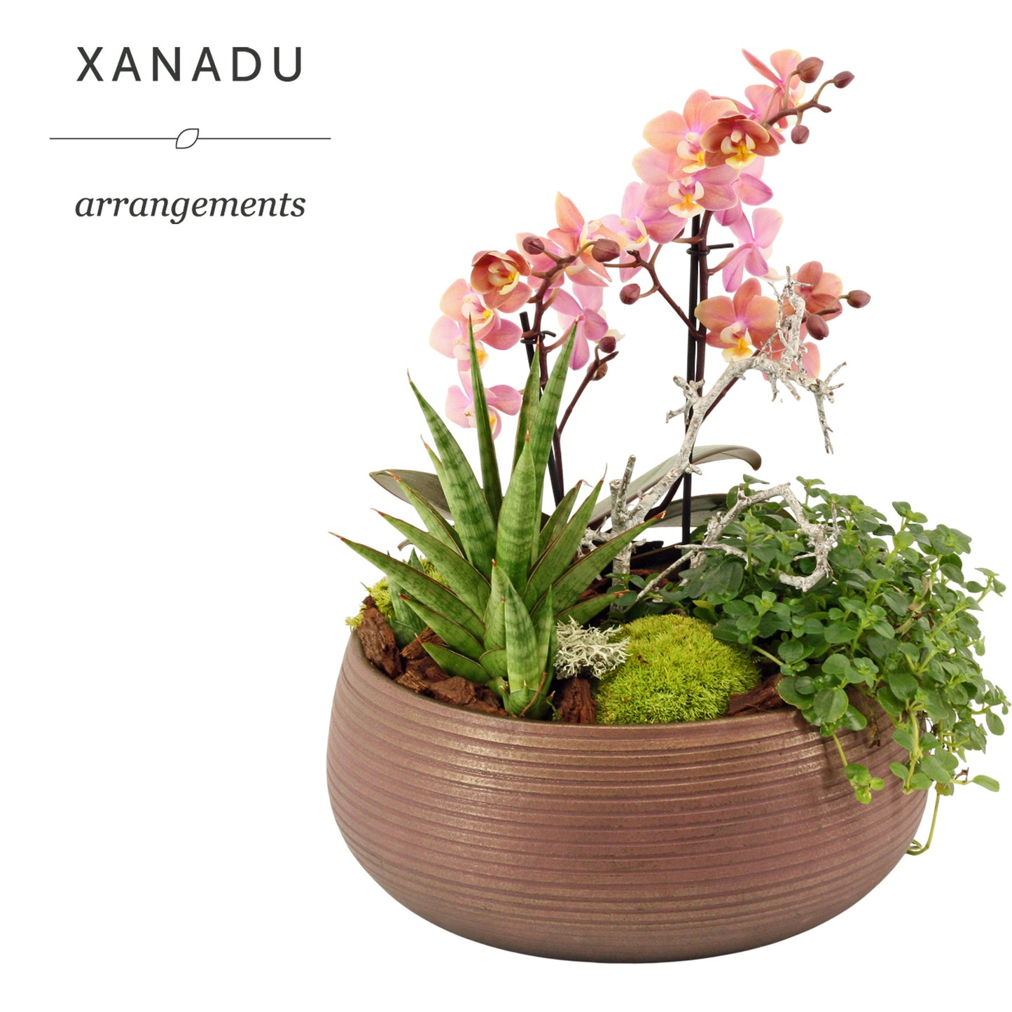 Xanadu Barcelona 38cm 28cm Pot