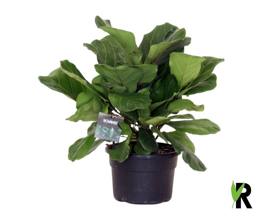 Ficus lyrata 60cm 21cm Pot
