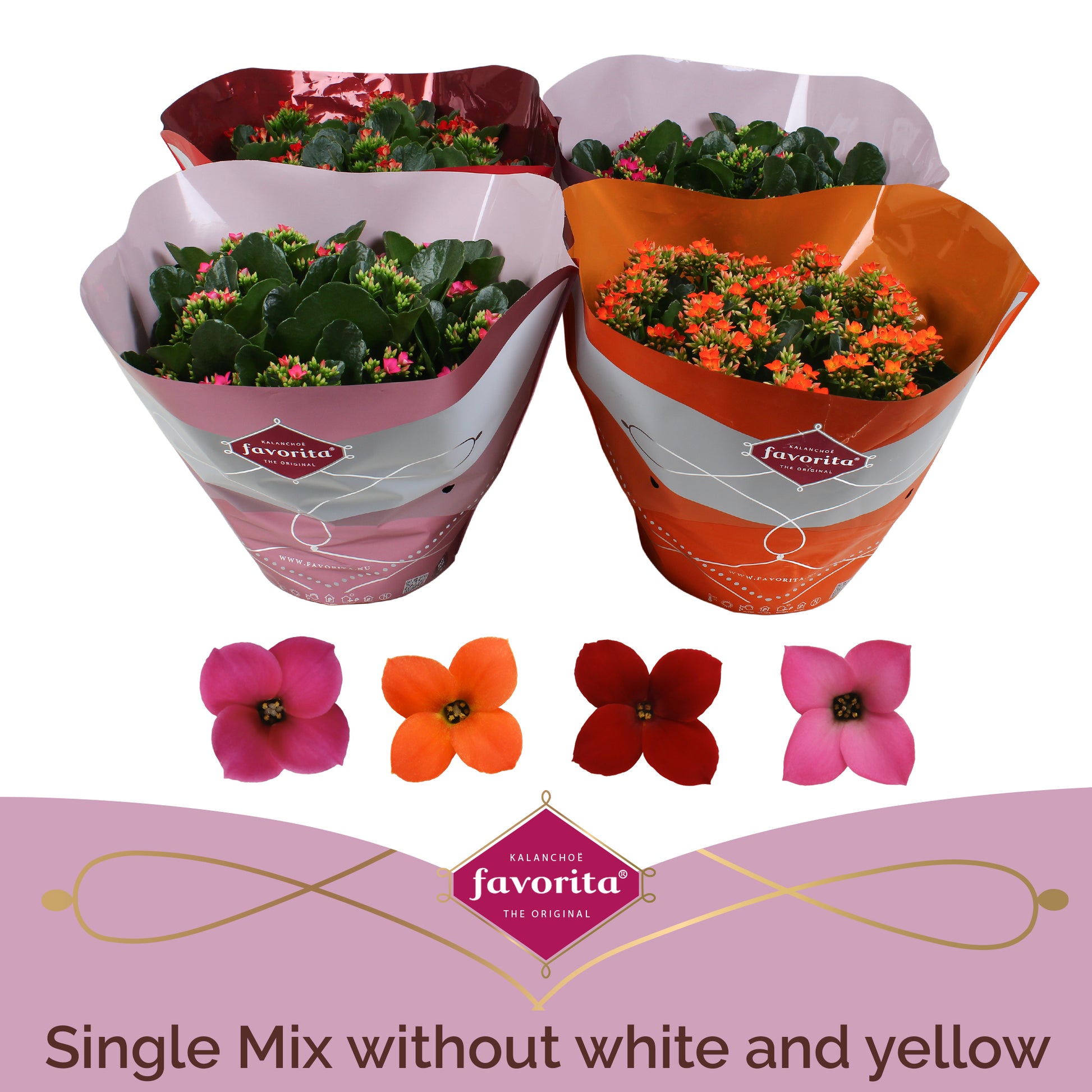 Kalanchoe mix no white/yellow 27cm 23cm Pot