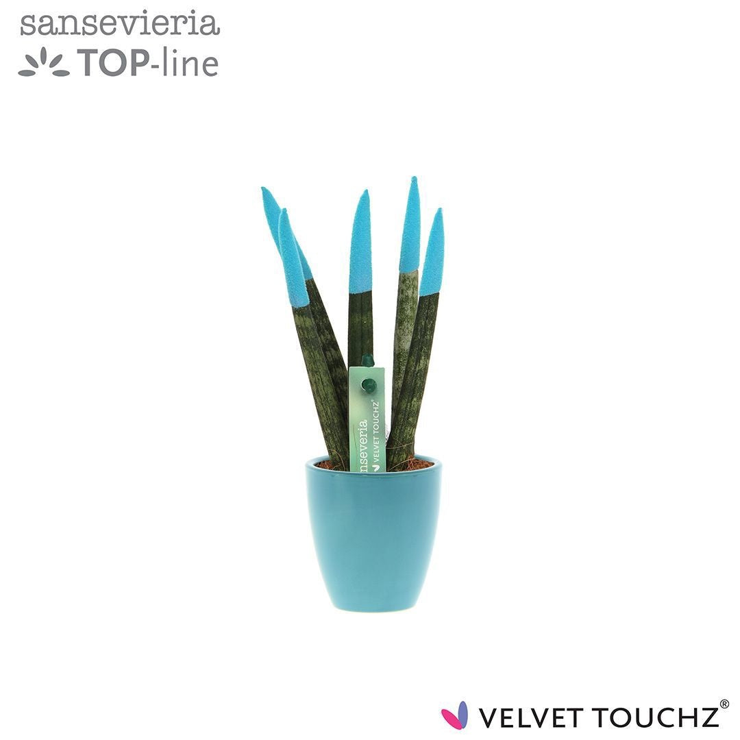 Sansevieria cylindrica 18cm 6cm Pot