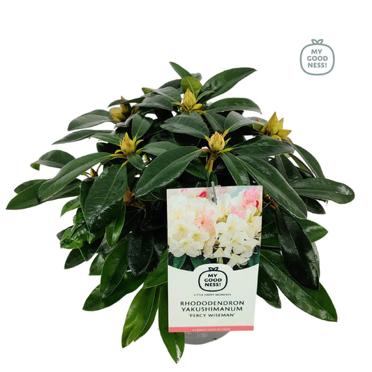 Rhododendron Percy Wiseman 40cm 17cm Pot