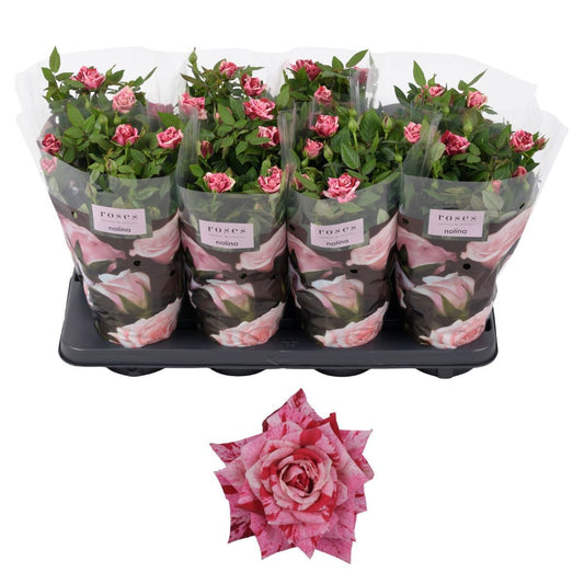 Rosa Hit Ganna 36cm 13cm Pot