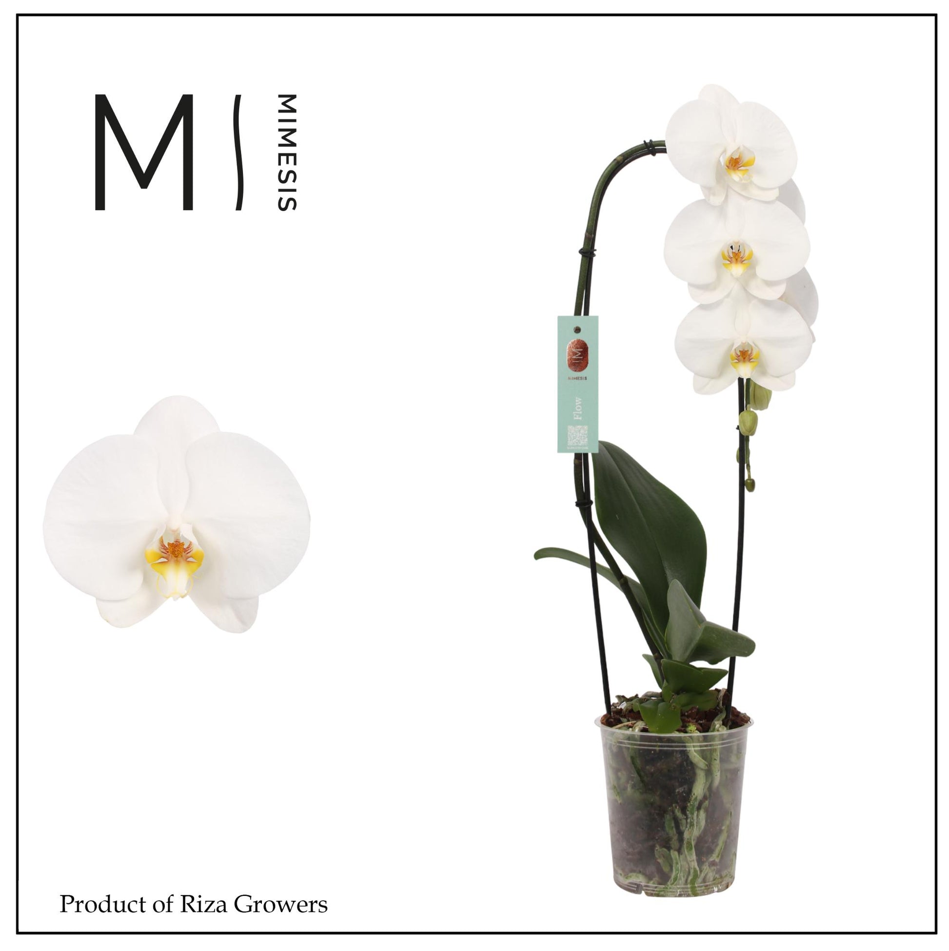 Riza Ter Laak Orchios Phalaenopsis Tokyo Pack of 8