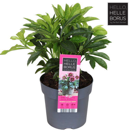 Helleborus orientalis 35cm 14cm Pot