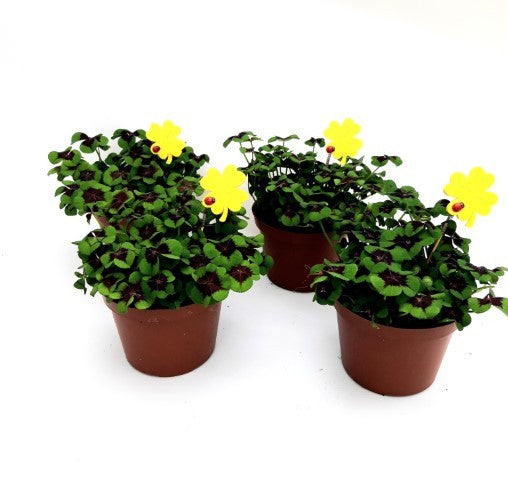Oxalis deppei 15cm 9cm Pot