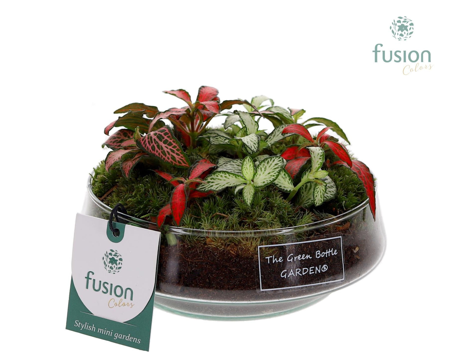 Fusioncolors BV Green Bottle Iris Small met Fittonia arrangement 3pp Pack of 3