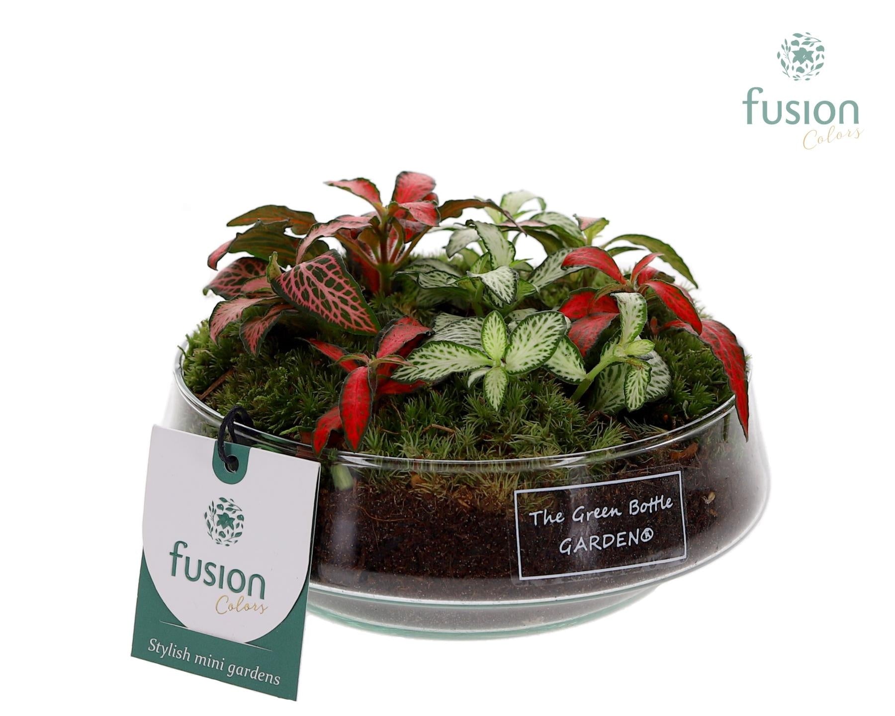 Green Bottle Iris Small met Fittonia arrangement 3pp 15cm 15cm Pot