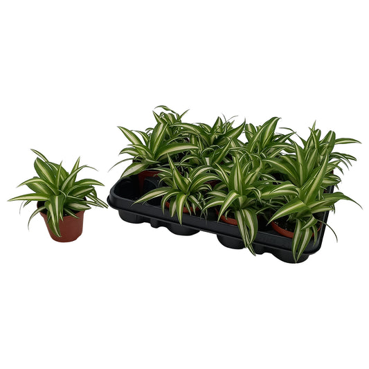 Quakelplant BV Chlorophytum Variegated Pack of 18