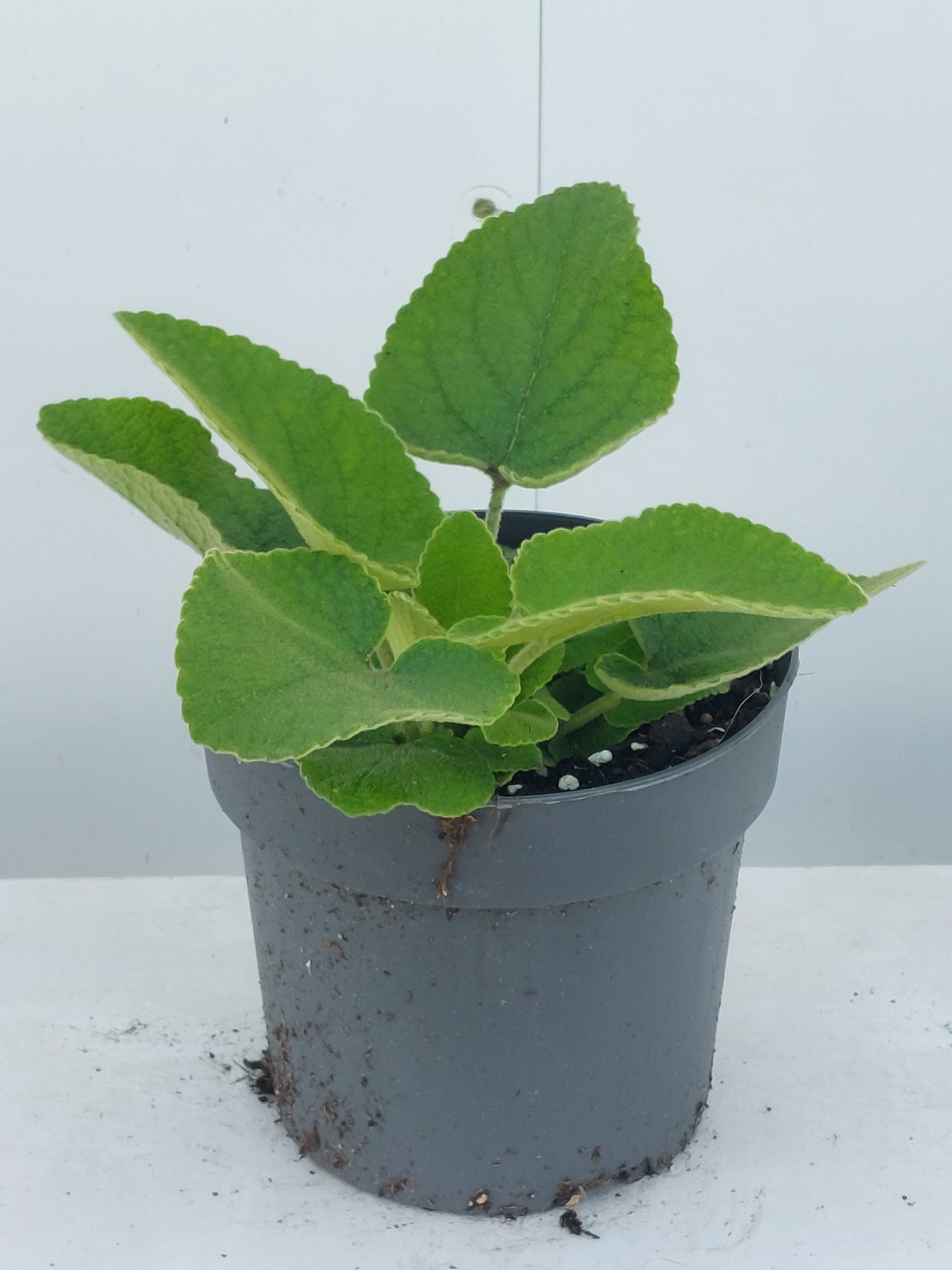 Phlomis russeliana 35cm 17cm Pot