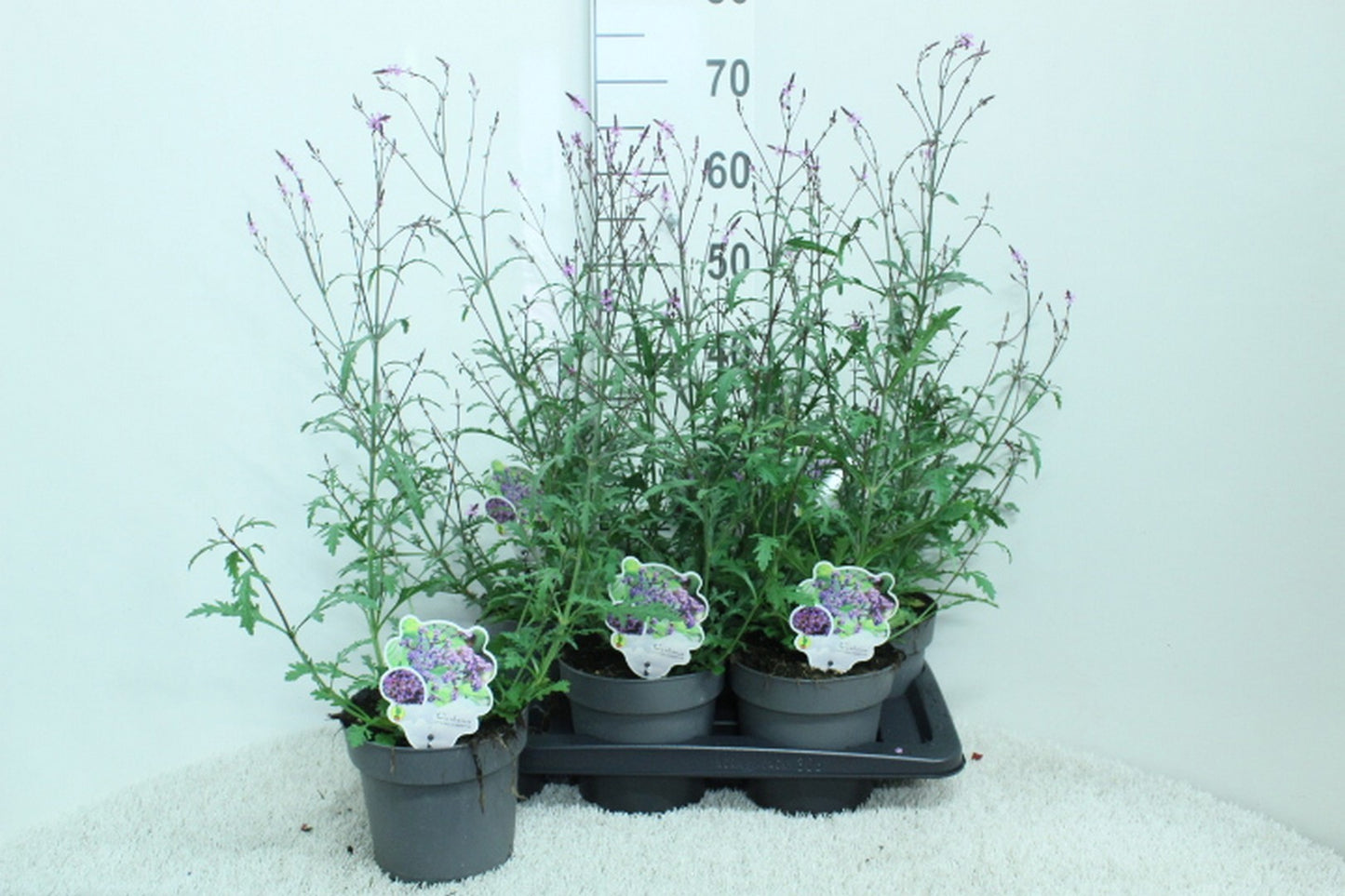 Verbena Lavender Spires 65cm 17cm Pot
