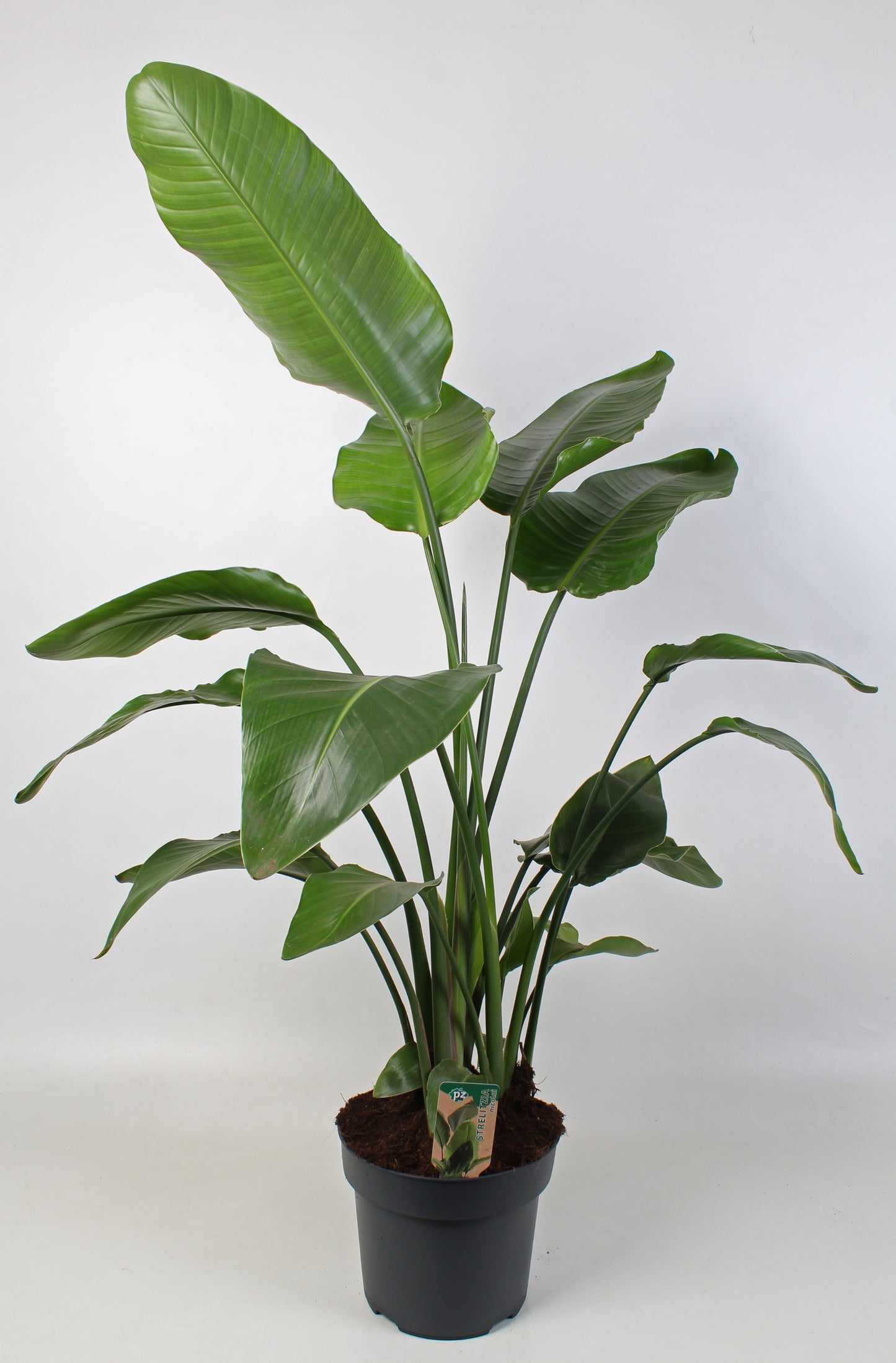 Strelitzia nicolai 170cm 27cm Pot