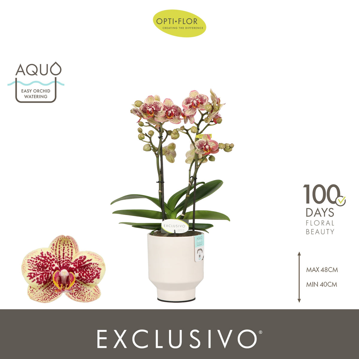 Phalaenopsis yellow 45cm 12cm Pot