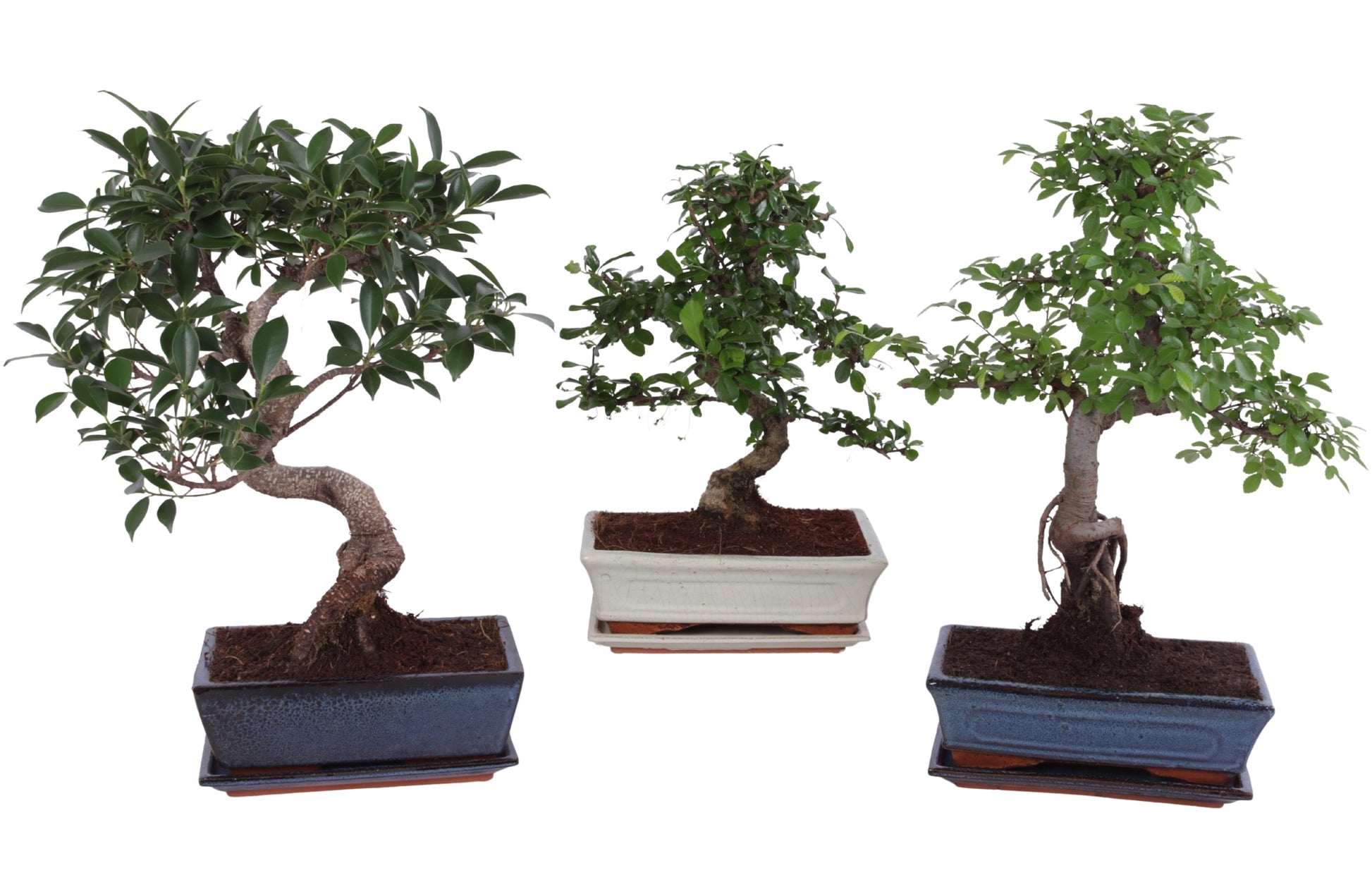 Bonsai mix 38cm 25cm Pot