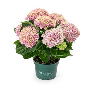 Hydrangea macrophylla Magical Revolution 25cm 510cm Pot