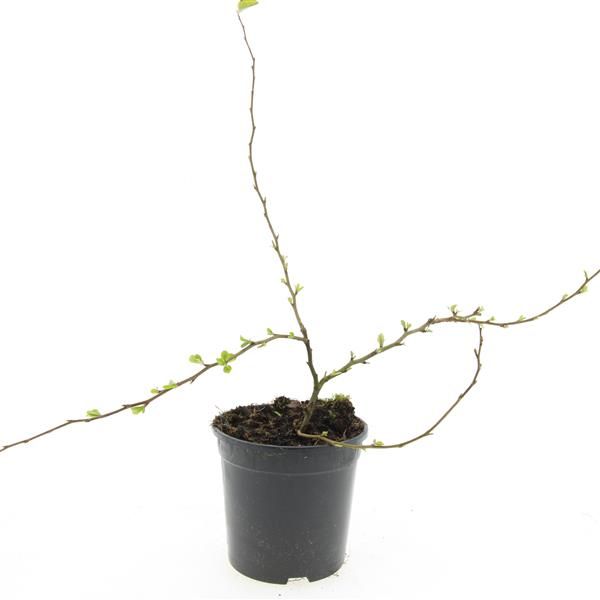 Chaenomeles sup. Red Trail 10cm 14cm Pot