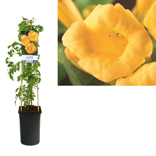 Campsis radicans Flava 75cm 17cm Pot