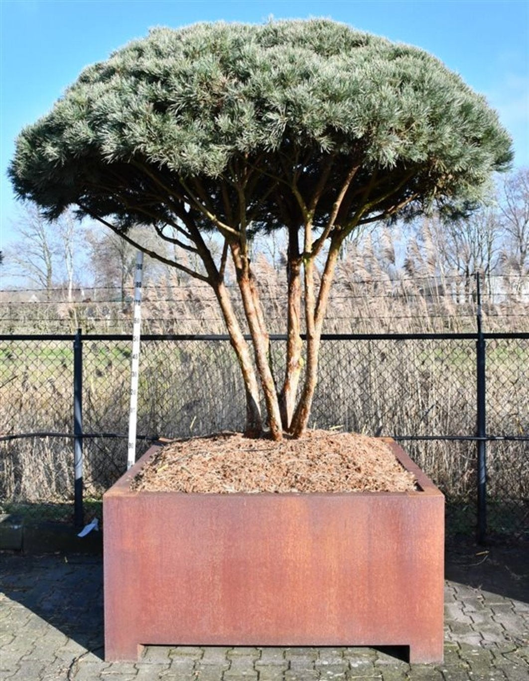 Pinus sylvestris Watereri 300cm 150cm Pot