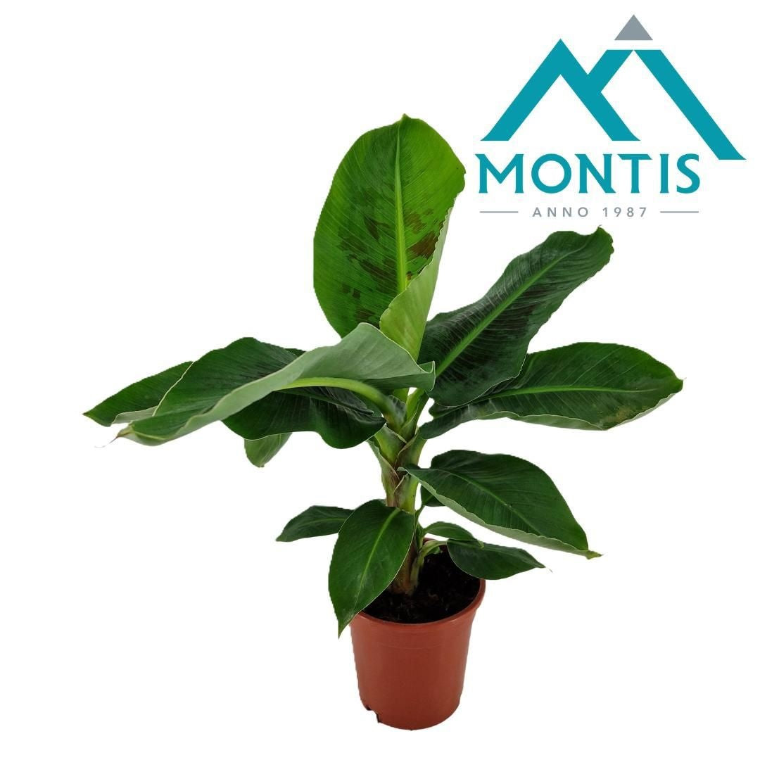 Musa Tropicana 55cm 17cm Pot