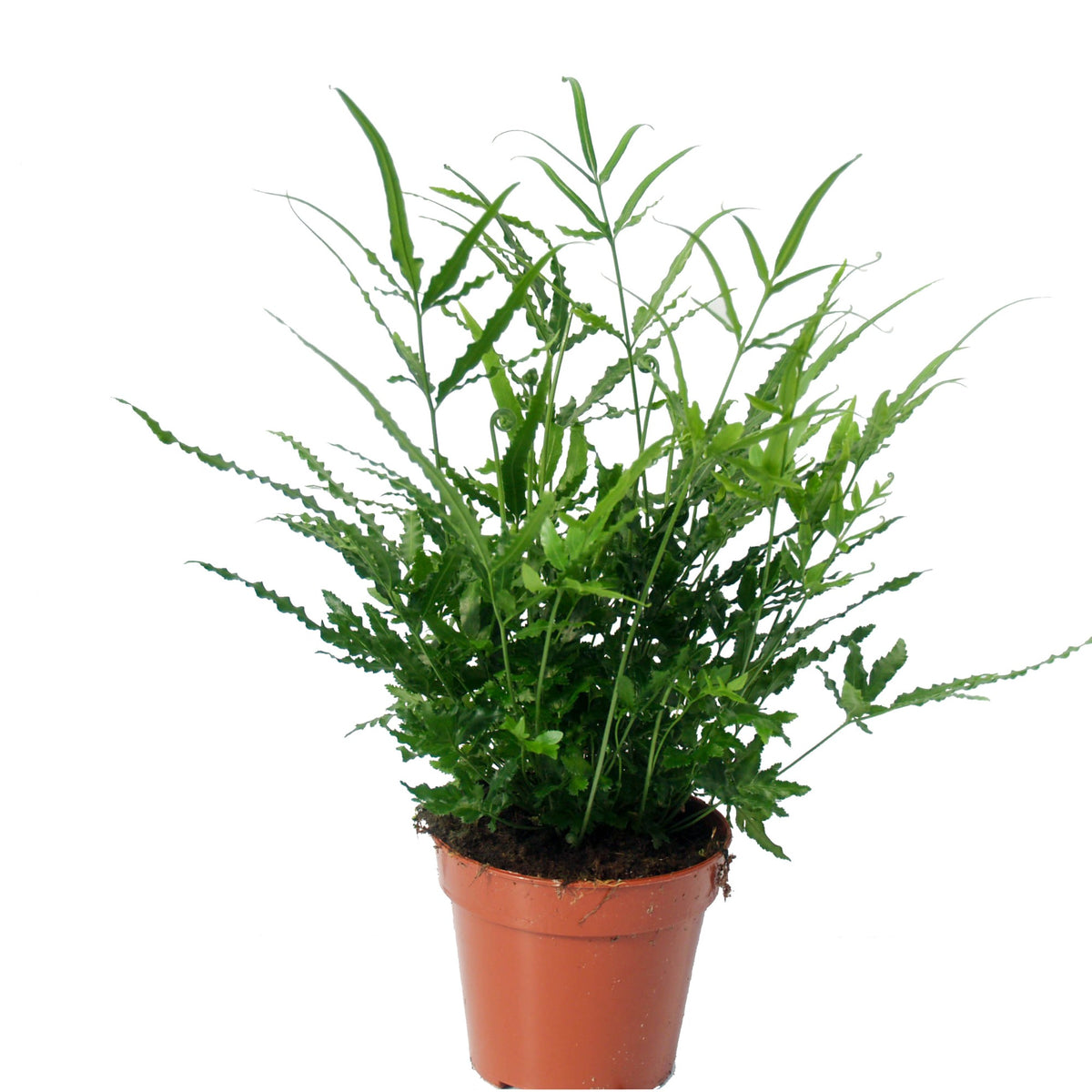 Pteris ensiformis Evergreen 35cm 12cm Pot