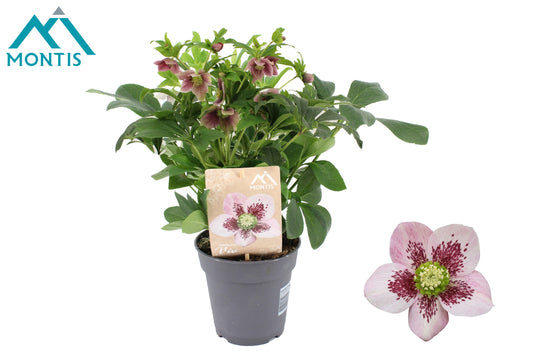 Helleborus orientalis 50cm 15cm Pot
