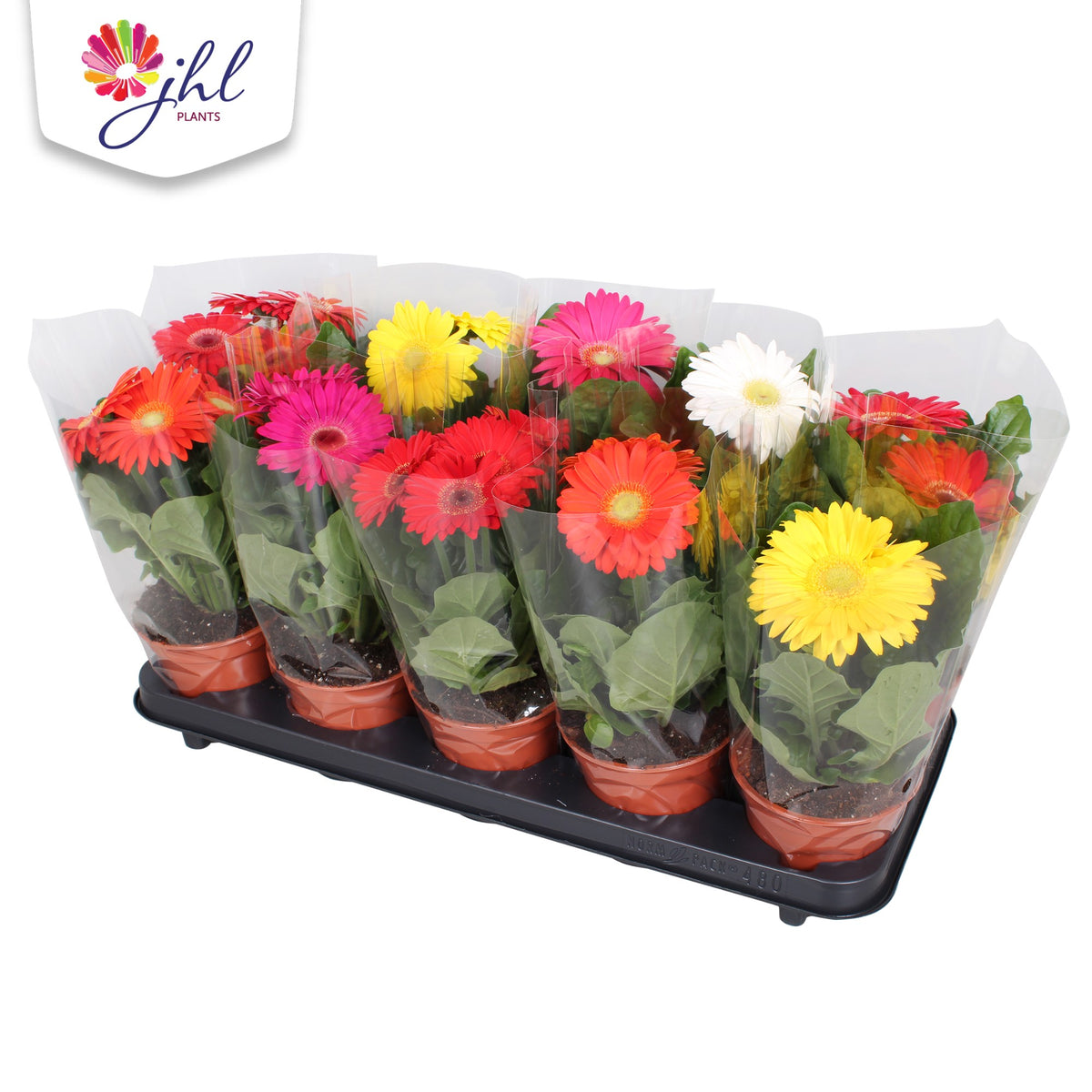 Gerbera Colourgame mix 30cm 12cm Pot